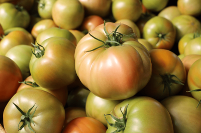 Tomates Roiz, tomate extra del País Vasco